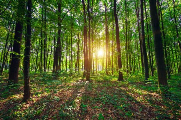 Une forêt paisible dans laquelle une résidente d'Arcades Santé se plait à s'imaginer